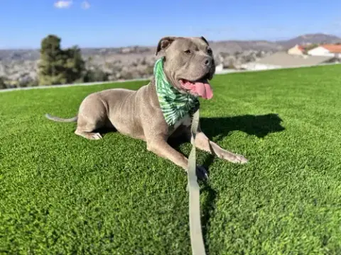 Gracie photo 5