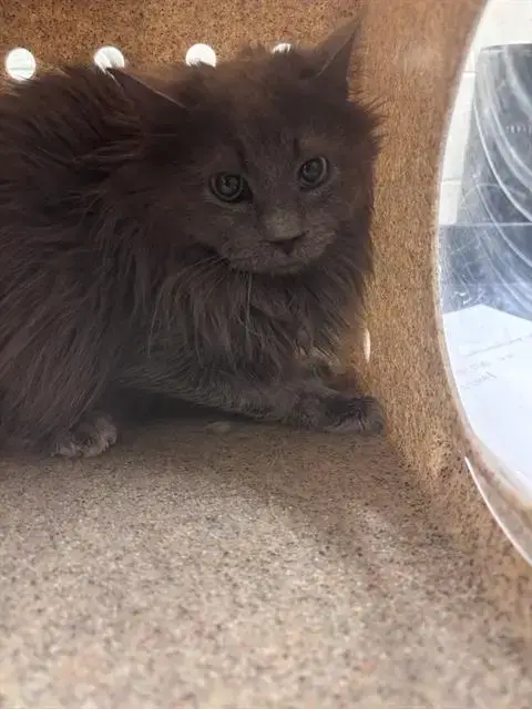 Dust Bunny Supreme