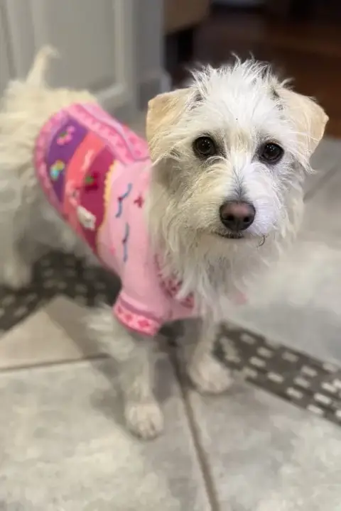 Willow