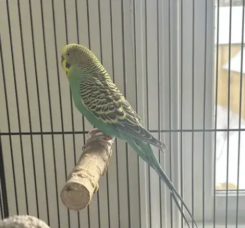 Piper photo 2