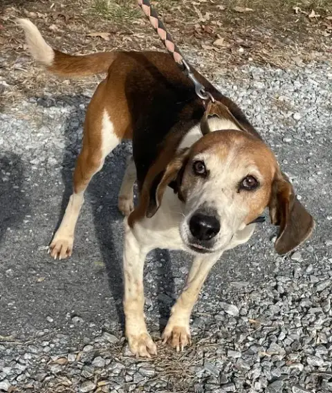 Alexander:  Not At The Shelter photo 2