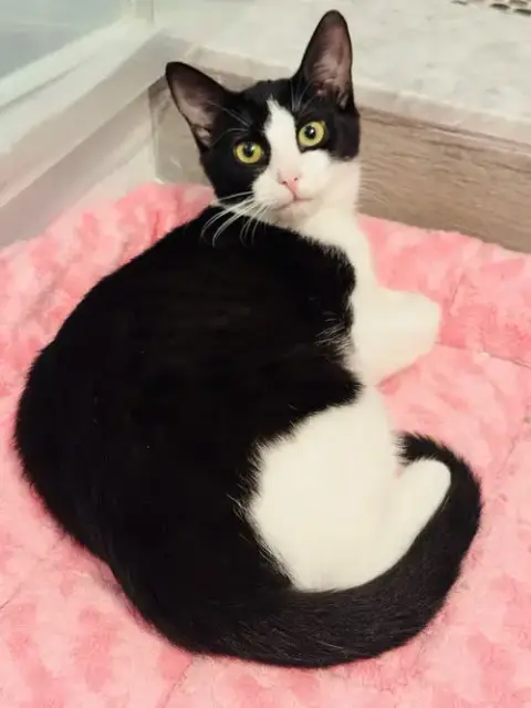Eddie Kitten photo 3