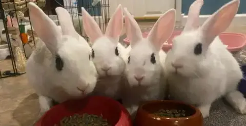 Luna'S Pluto Rabbit Kit photo 2