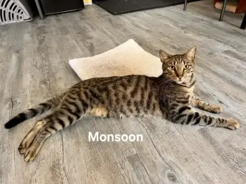 Monsoon photo 3