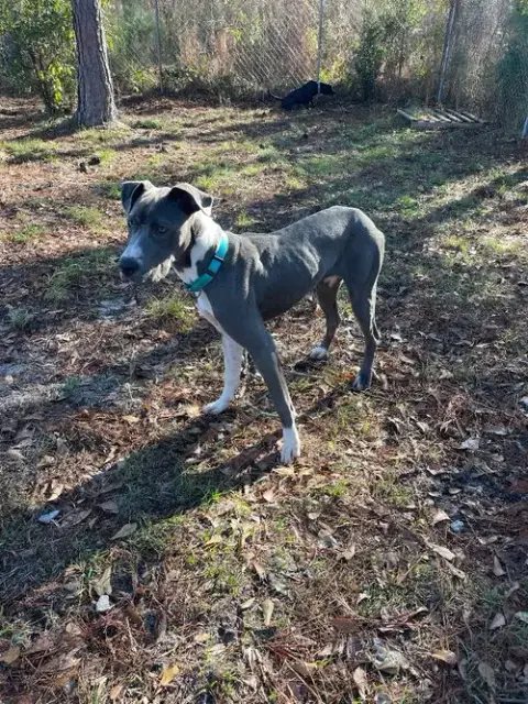 Daphne photo 4