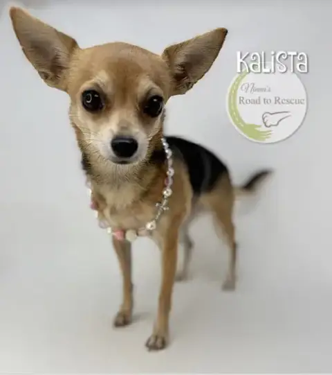 Kalista photo 2