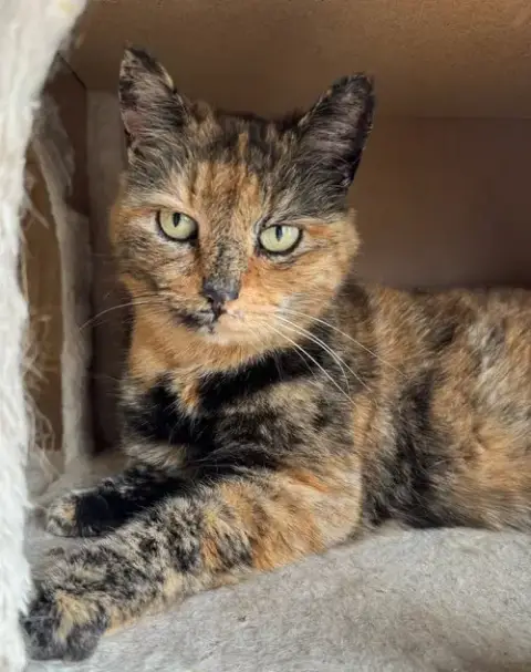 Maggie
