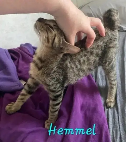 Hemmel photo 4