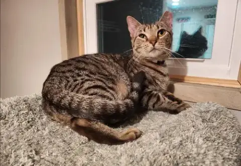 Yardley(Female Tabby) Scrappy(Adopted