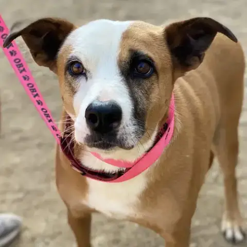 Gemma *Adopt Or Foster*