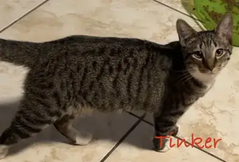 Tinker photo 4