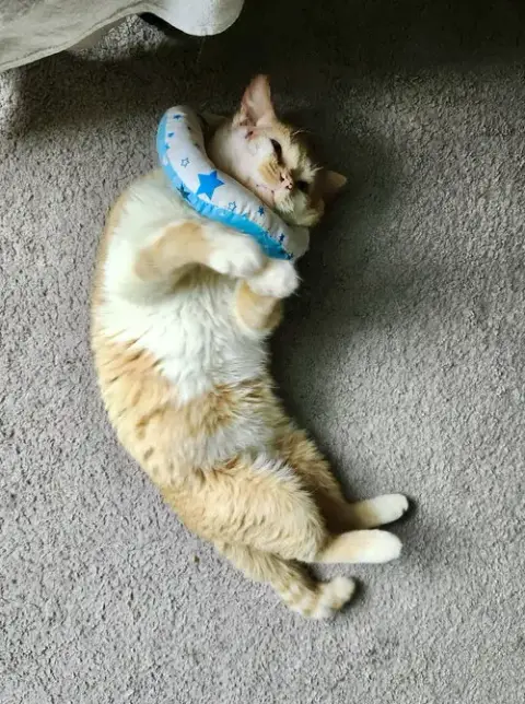 Eli Kitty photo 2