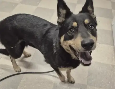 Tika