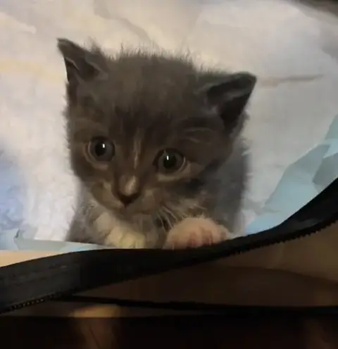 Frankie