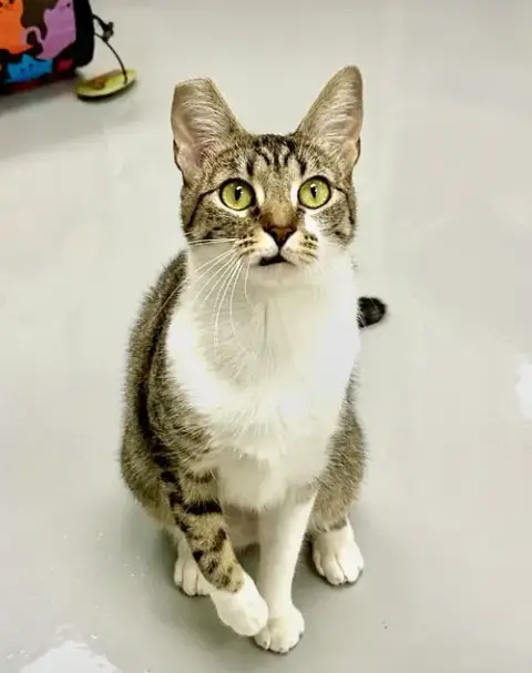 Gigi