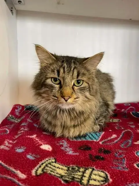 Felix