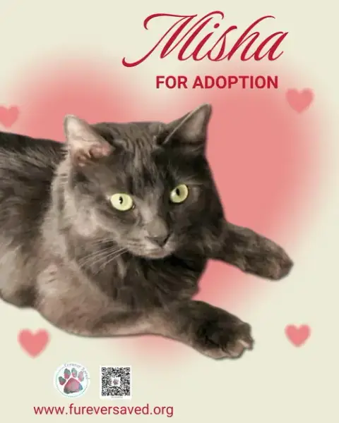 Misha