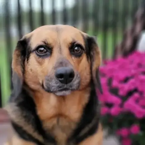 Harley photo 5