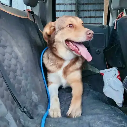 Scout photo 4