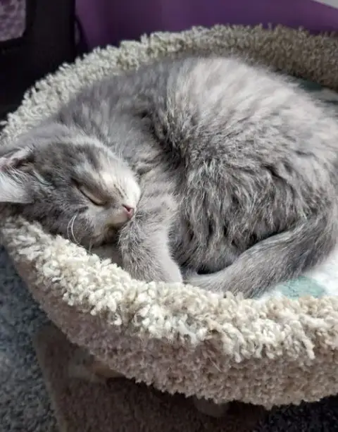 Lovebug * In Foster *