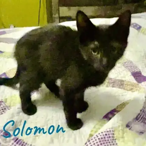 S Litter Of Kittens photo 4