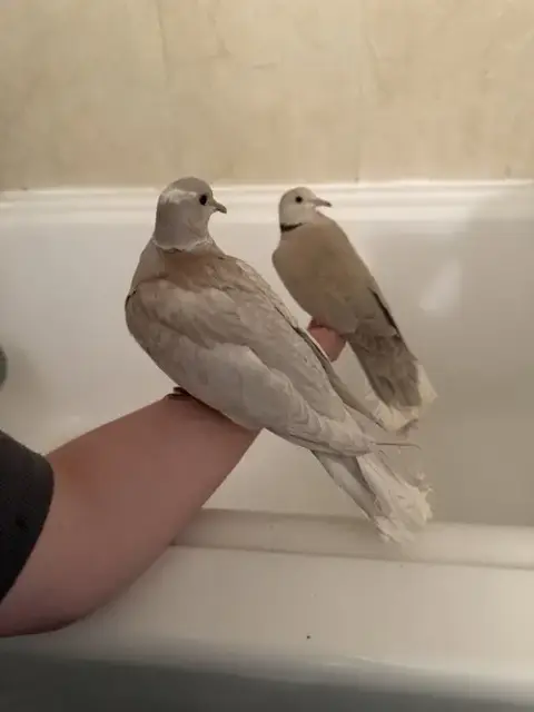 Gracie And Felix