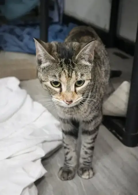 Piper