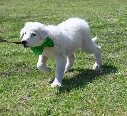 Corbin photo 5