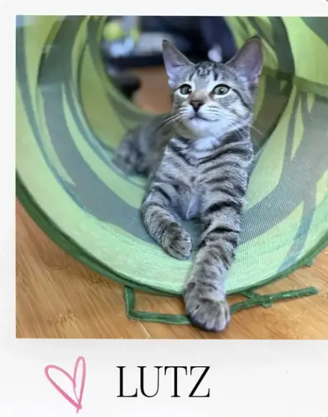 Lutz photo 2