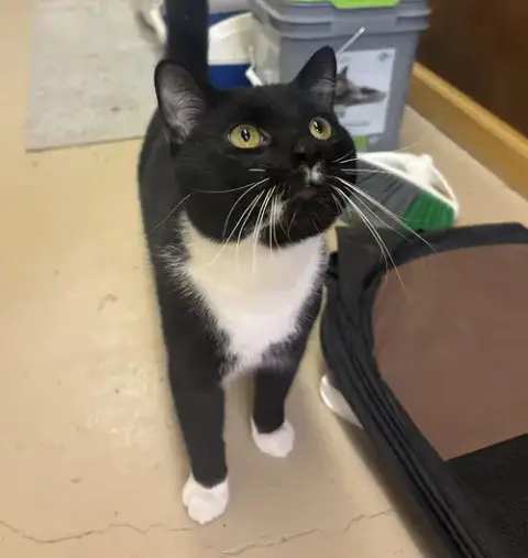 Winston