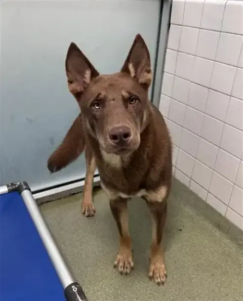 Scooby