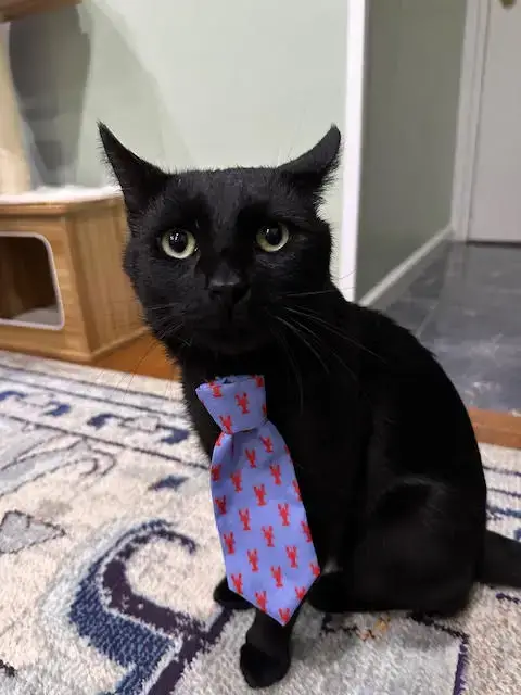 Jiji photo 2