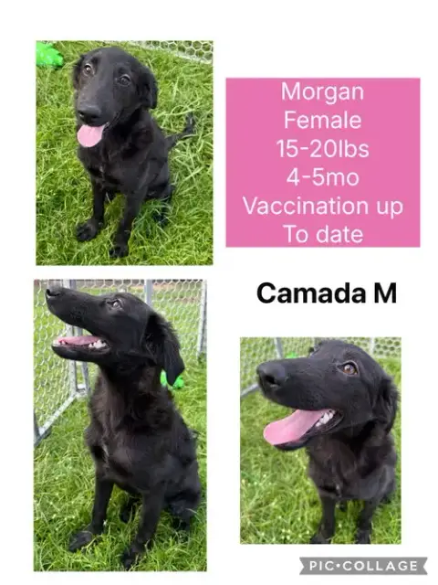 Morgan photo 2
