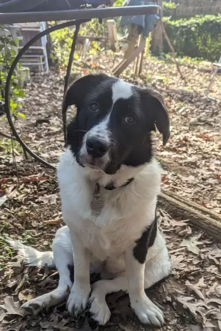 Sasha photo 2