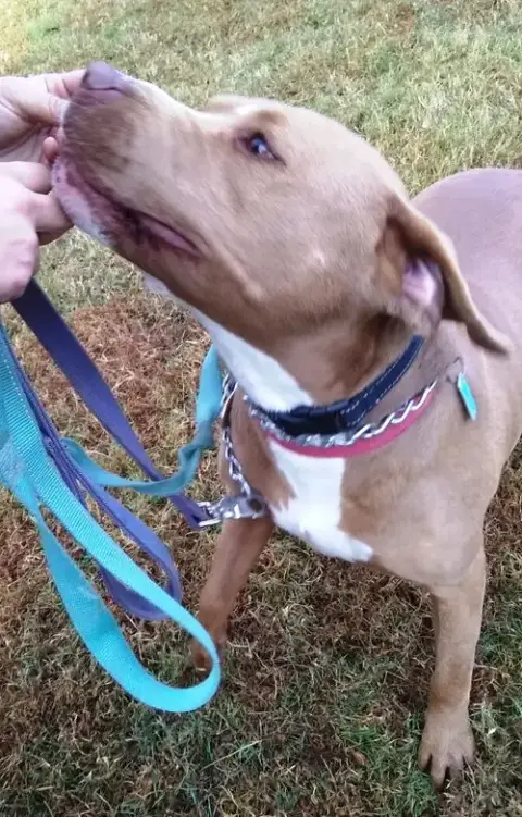 Diamond *Adopt Or Foster* photo 4