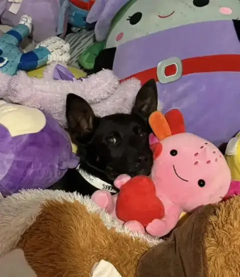 Archibald *Arriving 2/20*