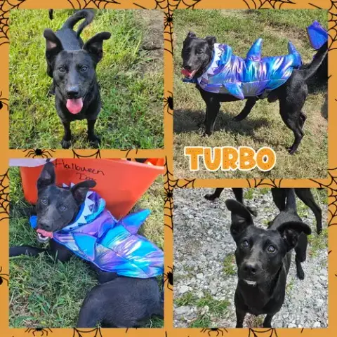 Turbo photo 4