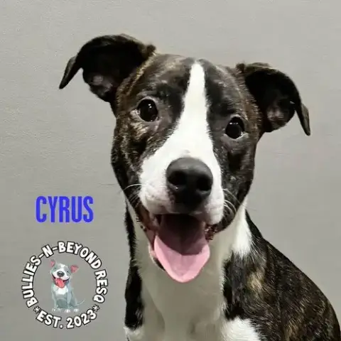 Cyrus photo 3