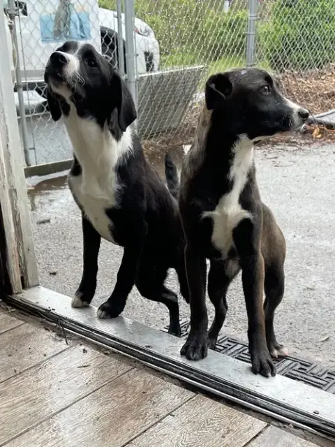 Lab Puppies photo 2