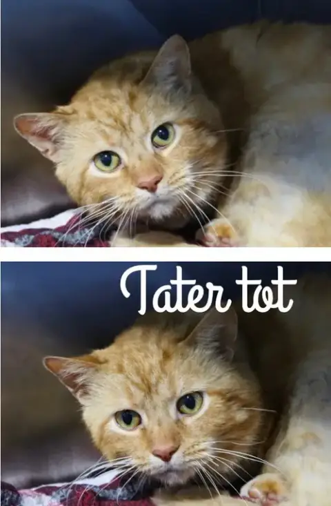 Tater Tot