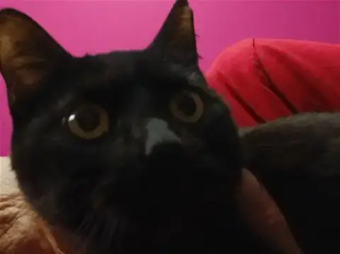 Cheddar