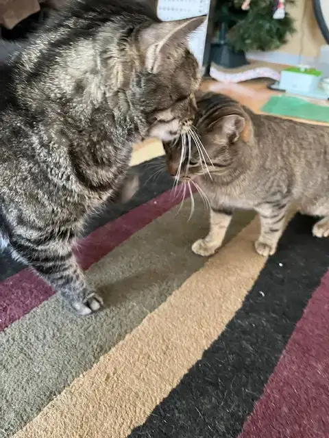 Nutmeg