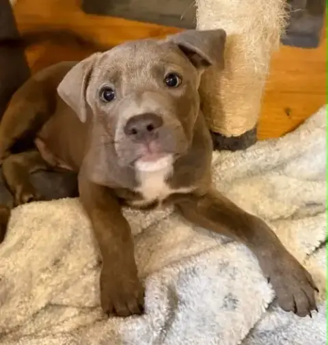Nacho