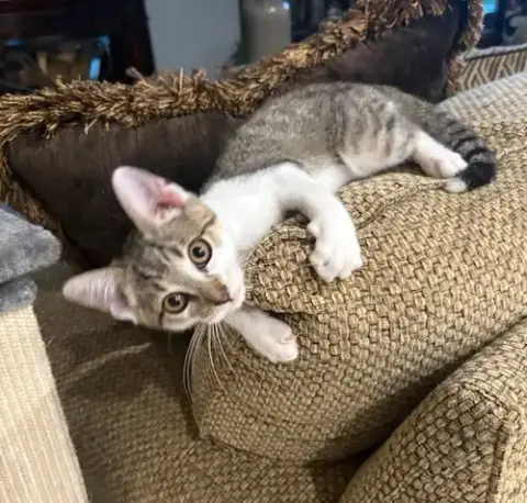 Toby