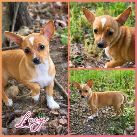 Lucy photo 2