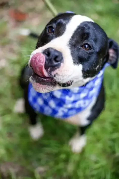 Domino photo 2