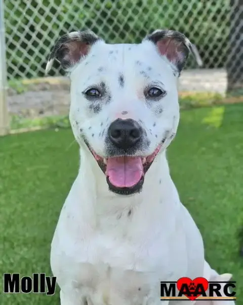 Molly