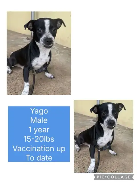 Yago photo 2
