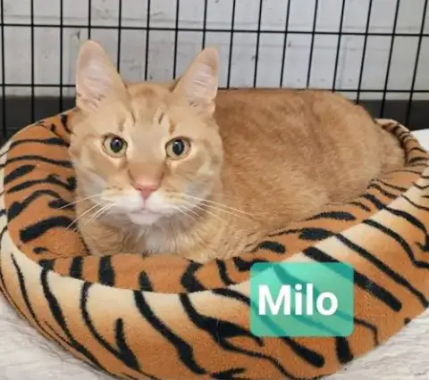 Milo photo 3