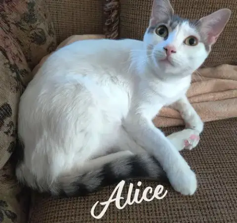 Alice #Miss-Congeniality
